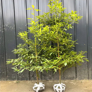 Sichuan Base Wholesale Golden Nan Saplings House Courtyard Green Plants Small Leaf Zhennan Water Ripple Ding Dingnan Greening Trees