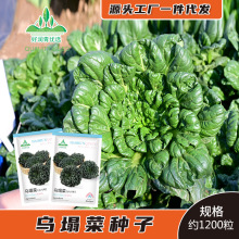 黑叶乌塌菜种子小八叶耐寒小青菜种籽秋冬季四季盆栽黑心乌菊花菜