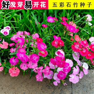 Colorful Dianthus Seeds, Multi-Color Cosmos, Zinnia, Coneflower, Cornflower, Wildflower Combination, February Orchid, Mulberry Flower