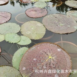 [Wholesale in Base] South American King Lotus/Breed Lotus/Wetland Park Use/ Aquatic Plants/ Strong Root System