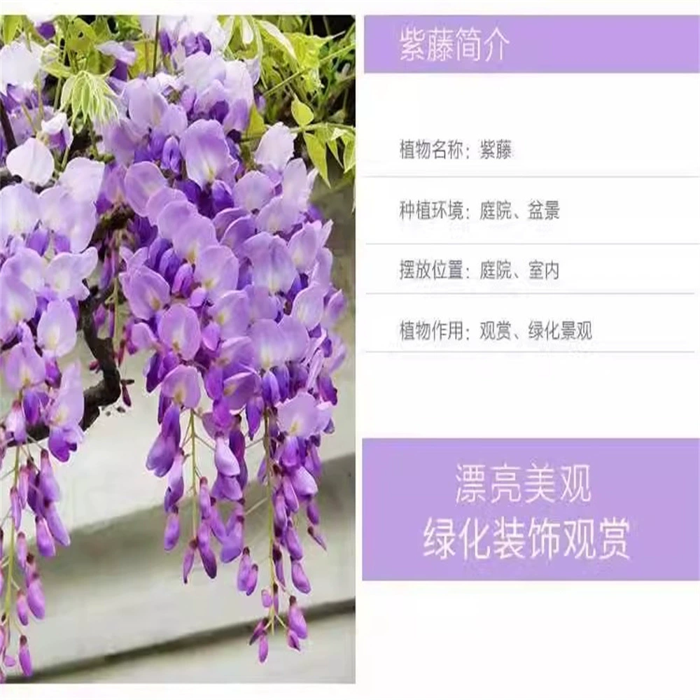 Фенхуа лоза глицинии цветок рассада двор балкон вьющиеся растения вьющиеся морозостойкие цветы Глициния дерево рассада Глициния ароматная