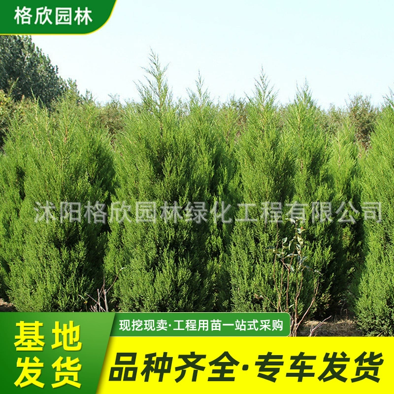 Shuya моделирование базы деревьев Оптовая Защита уклона дороги проект кустарника озеленение саженцев вечнозеленые круглый год с саженцами taberaea почвы