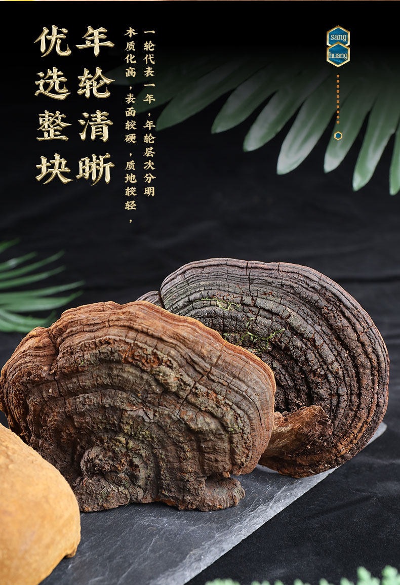 Sang Huang Mulberry Yellow Phellinus Mushroom with Ling Zhi Slices Herbal Tea Set 125g Plus 40g Jars quality and texture