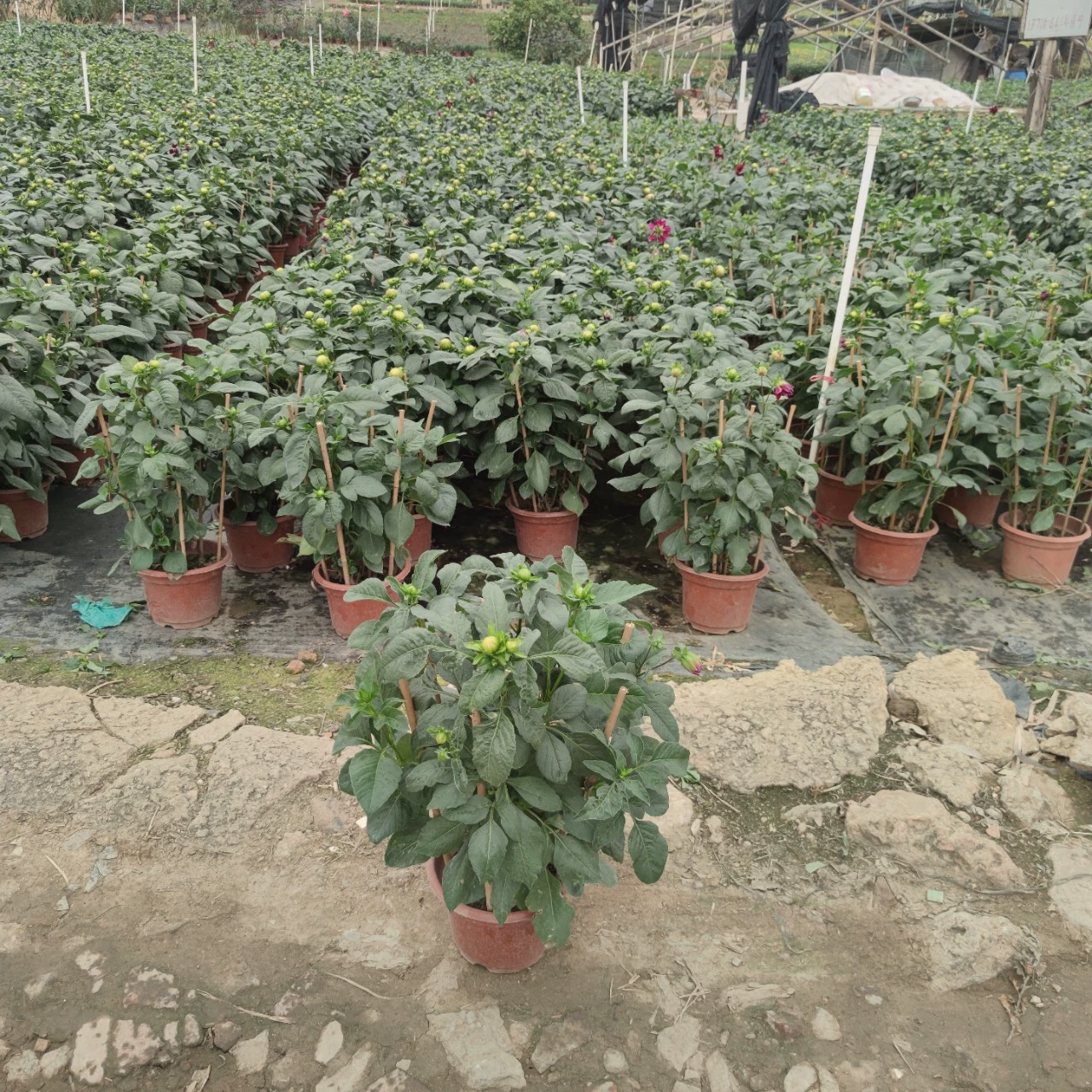 2301 база оптовая поставка георгин