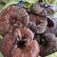 长白山赤灵芝整朵500g 仿野生灵芝泡酒煲汤中药材批发