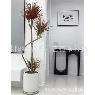 �߲��F�����҃ȾGֲ���ǧ��ľ�����k������ɫ��Ѫ��t���^�~ֲ��