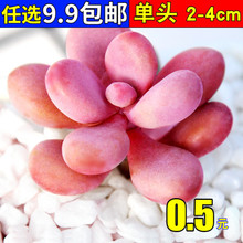 ����ֲ��M������С�Gֲ������¶���w���B�҃����� �����Ϙ�