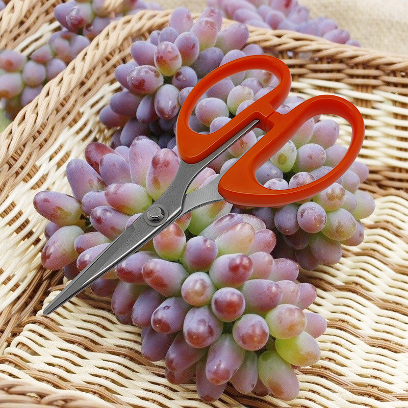 厂直供阳光玫瑰葡萄剪刀蔬果稀果修枝尖头剪子园艺采摘修细枝果剪