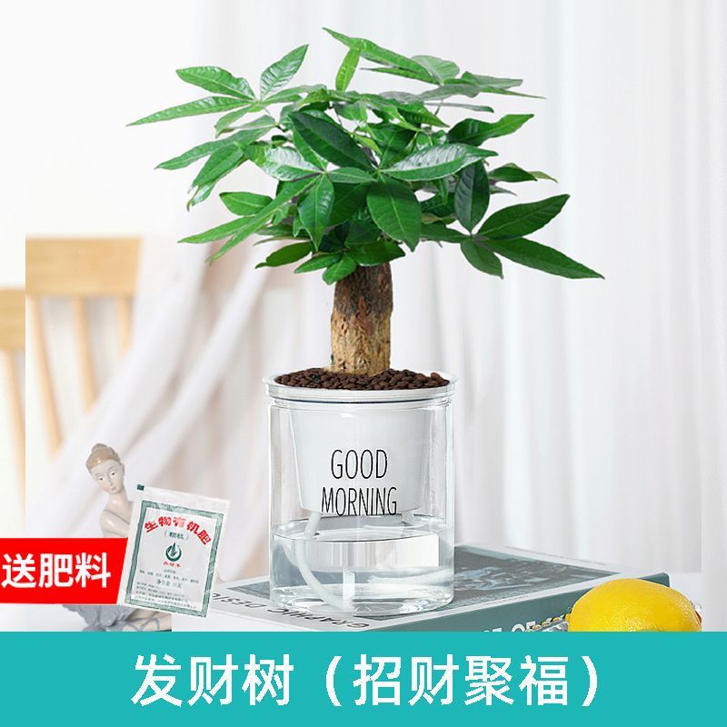 부를 모으고 행운을 불러오는 행운나무