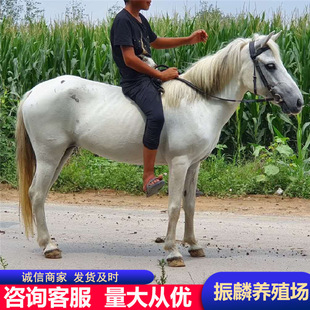�R�xƯ�����T���R���R�R�x���С�R�̻��w�R �T���R �^�p�R