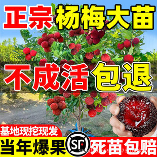 �|����÷������ش�޽�ˮ������ͥԺ������ϱ����Nֲ�ļ��Y��