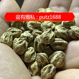 �����ִ��P����������������������������ԭ�Ѷ����Ę������