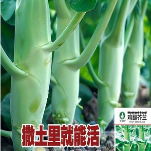 Chicken Leg Kale Seeds, Kale Seeds, Spring Vegetable Garden Planting, Heat-Resistant and Cold-Resistant Farmers Sow Vegetable Seeds in All Seasons