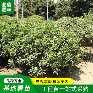 ��ͩ��������l���@�ļ������ľ����ֲ��������@�ֹ��̾G��С��