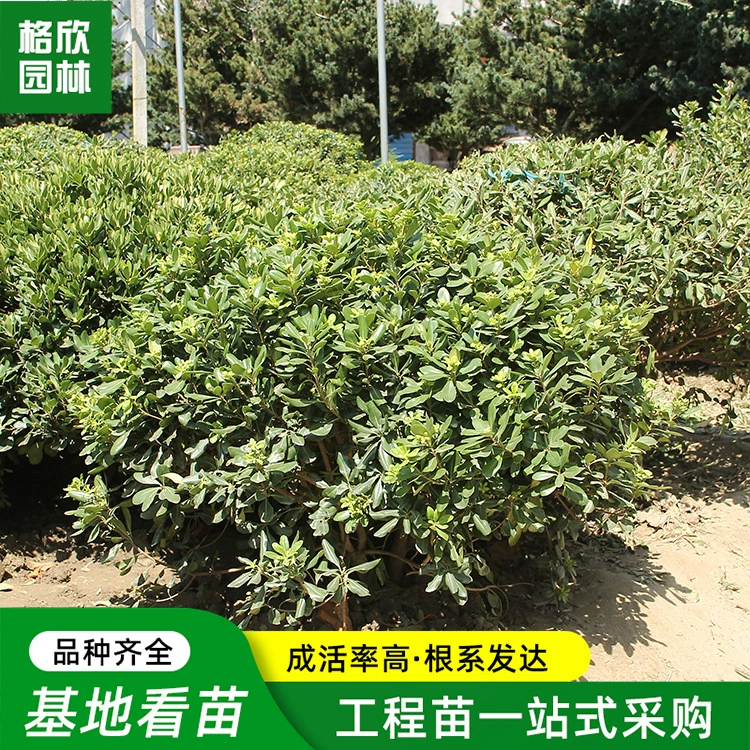 Haitong мяч база оптовая парк Four Seasons вечнозеленый кустарник моделирование завод Qilixiang сад Проект озеленение саженцев