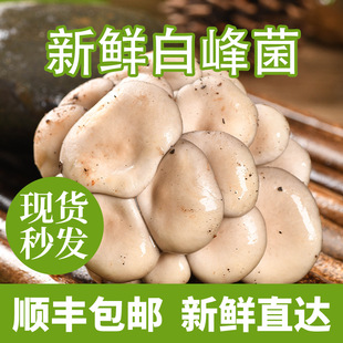 ����خa���r�����ƽ�������ʳ���rĢ��ʳ�þ��F؛���lҰ����