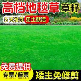 草坪草籽四季常青护坡狗牙根马尼拉庭院绿化矮地毯草皮黑麦草种子