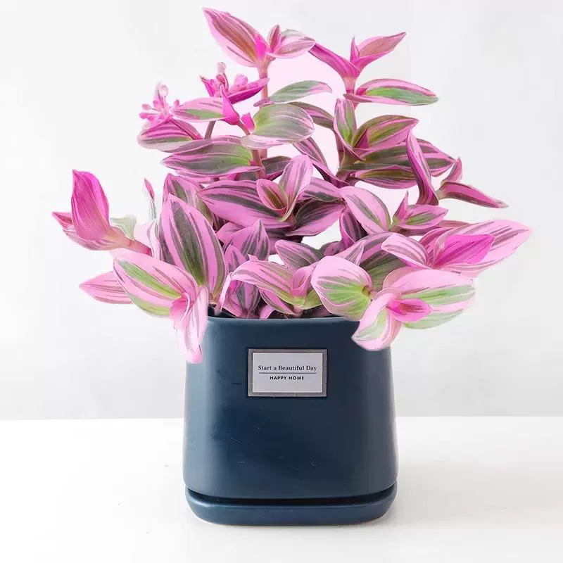 Картина маслом свадебная подвесная орхидея гидропонное растение комнатное балконное зеленое растение офисный рабочий стол в горшке легкий в уходе суккулентный цветок.