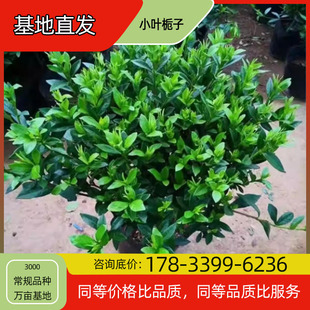 Small-Leaf Gardenia Seedlings Potted Base Planting Four-Season Flowering Courtyard Planting Green Plant Project Greening Seedlings Easy to Maintain
