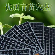 �S������Ѩ�P����P���l��ɫ���ϼӺ�����Ѩ�P�߲˷N�ӷNֲ����P