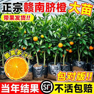 �M��Ě�Ș���������ӹ���޽�ɰ���ٹ��箔��Y���̴ָ��������