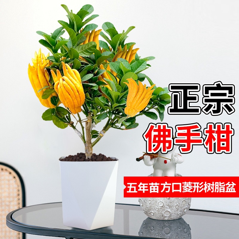 베르가못 5년근 더미 + 다이아몬드 모양의 수지 화분(과일 단계의 과일 포함)