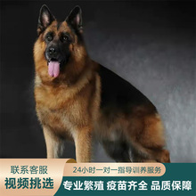 弓背狗 弓背狗品牌 图片 价格 弓背狗批发 阿里巴巴