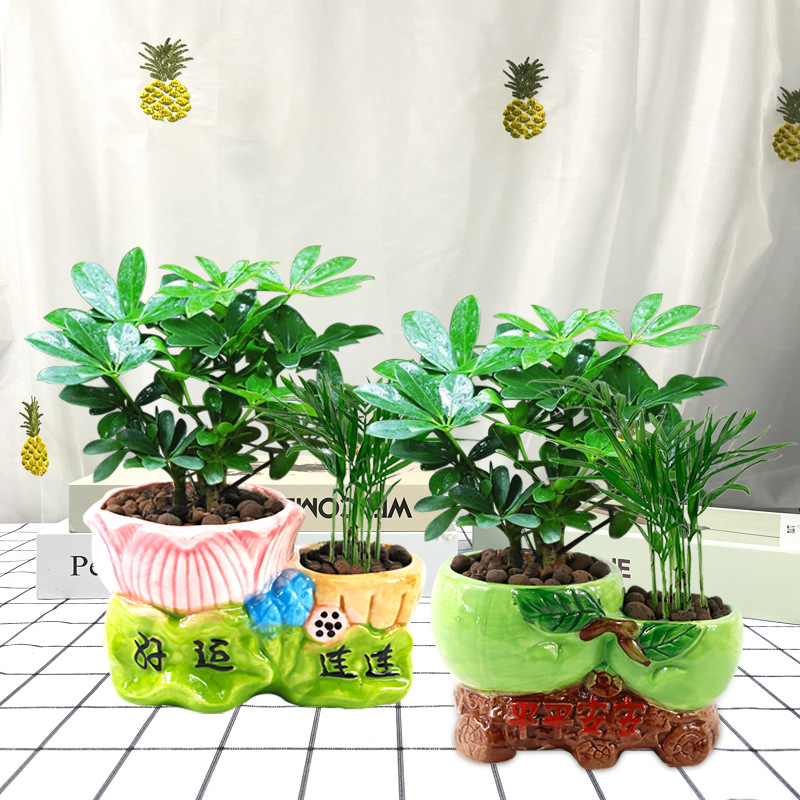 好运连连陶瓷盆风水植物鸭掌木八方来财盆栽室内净化空气新手好养