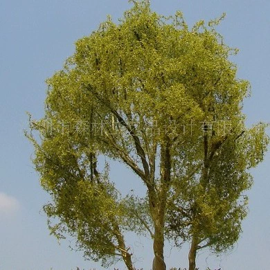 Студенческая модель Учебник Модель поезда Дерево Песочный стол Модель дерева W197