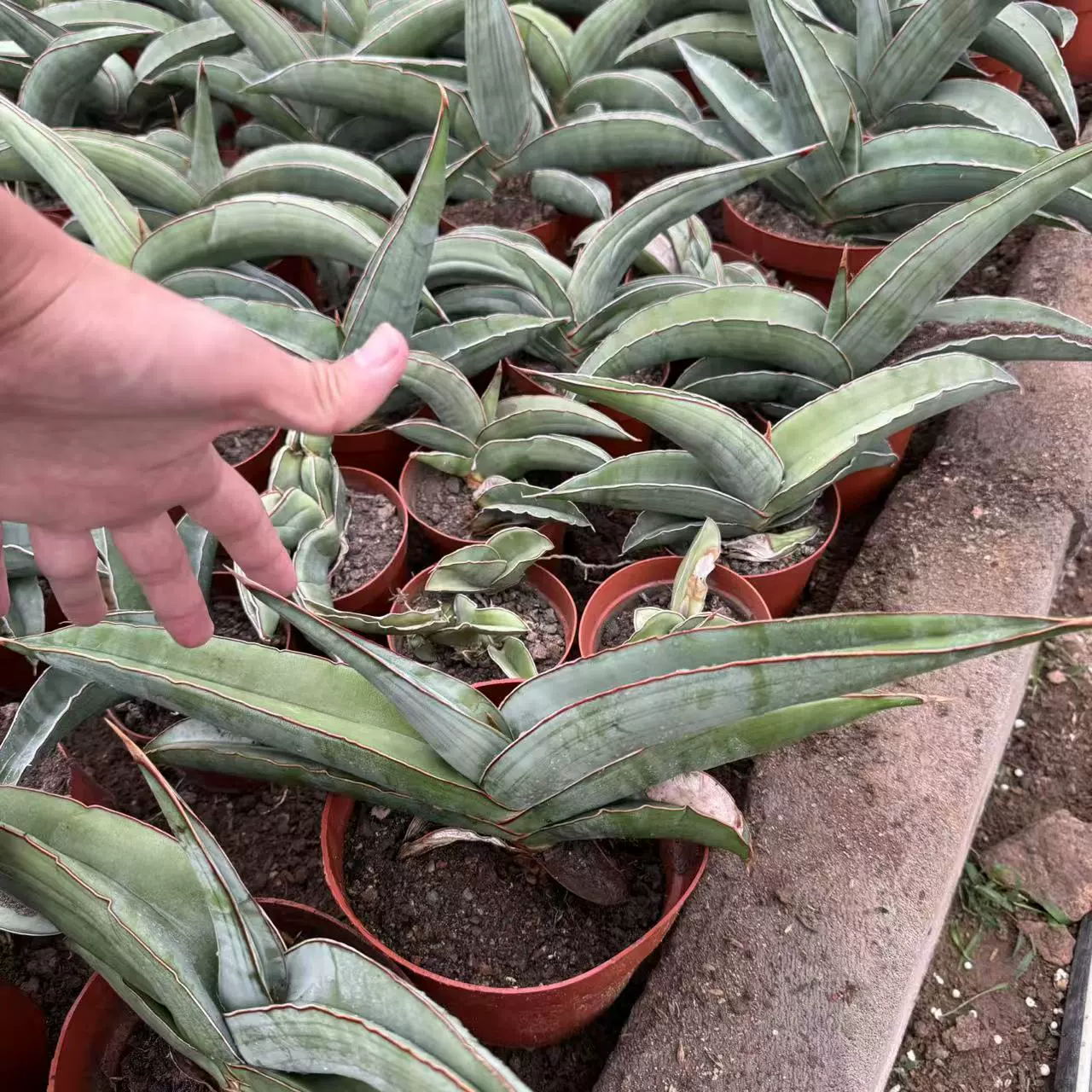 Банановая тигровая кожа, орхидея, суккулентное растение, офисный рабочий стол, маленькое растение в горшке, легко обслуживать и жить