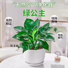 ��荾G�������ԾG�j�}ˮ��ֲ���k���҃Ⱥ��B�m�ϑ����B�Ļ�