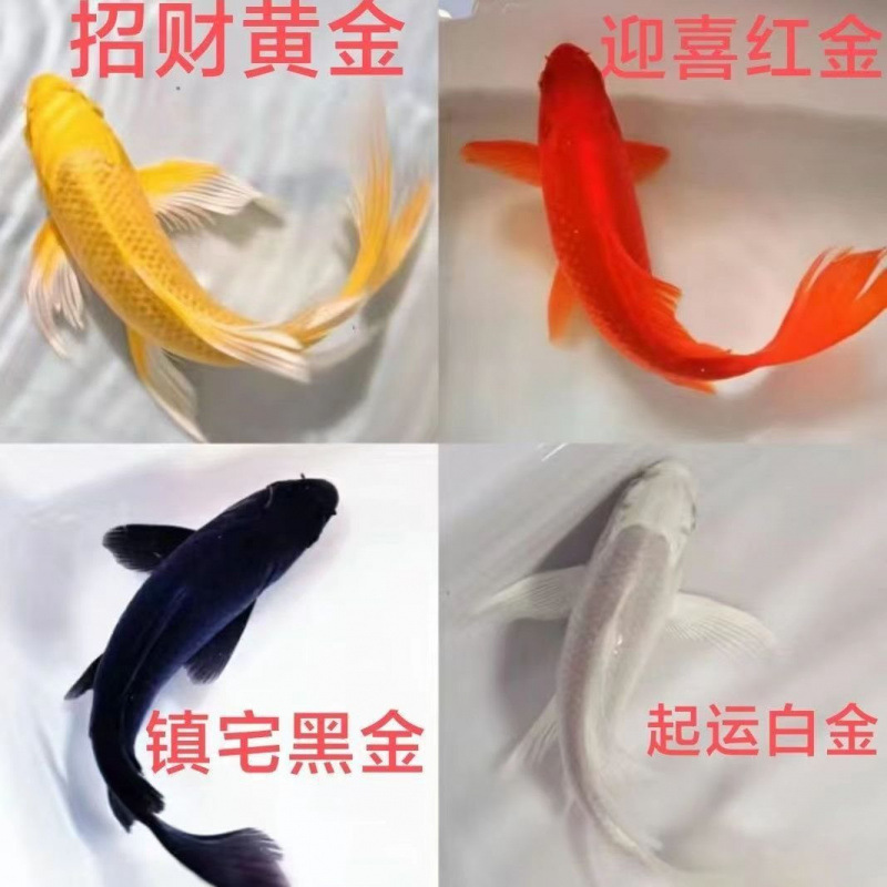 冷水观赏鱼招财淡水便宜包邮渔场直发龙凤耐活好养鹦鹉黑白黄锦鲤
