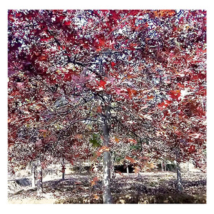 �������l�t������ ��ɽ���ֱ����t����� 1-20���ִ�����������