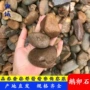 园林河滩溪滩户外鹅卵石