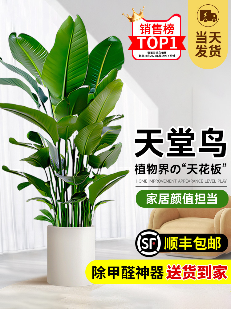 天堂鸟客厅绿植办公室内落地式大叶花卉鹤望兰吸甲醛植物净化空气