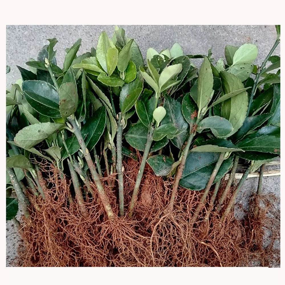 Прямые поставки от фермеров: крупнолистовые черенки самшита, рассада, ложная рассада, почвенная рассада, голые корни, цветные блоки.