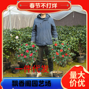 һ�����l����ɽ�軨���Ԏ�������ɫ�൤����ֲ���҃Ⱥ��B�軨����