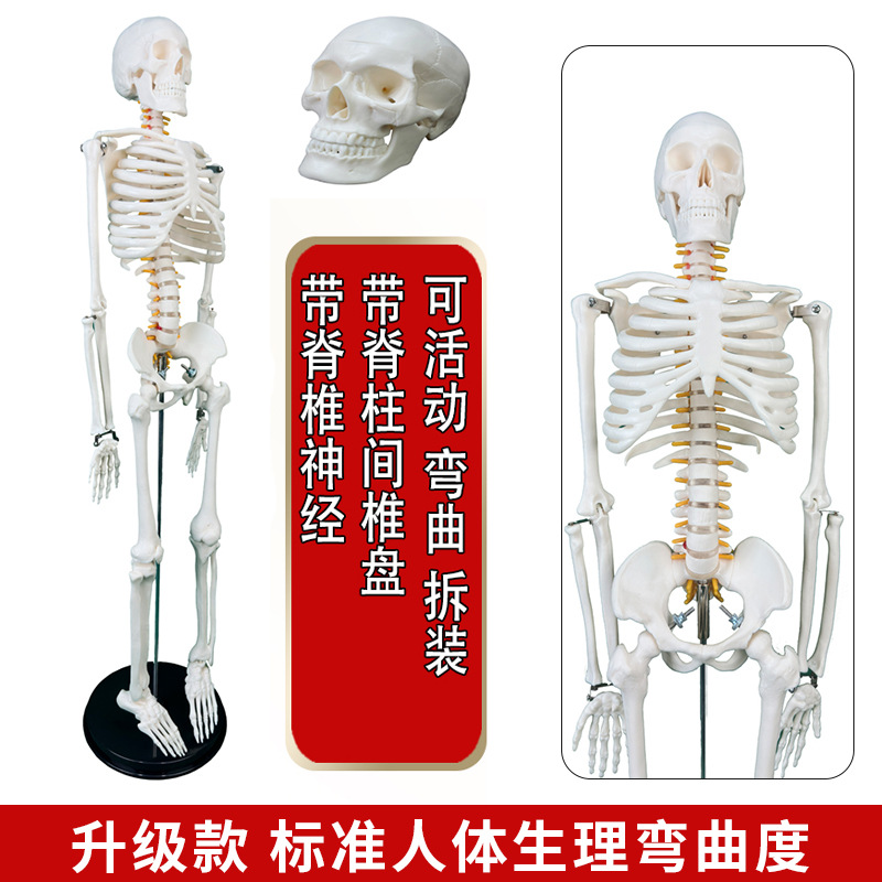 Physiological realistic removable skeleton, medicine toy, human bone