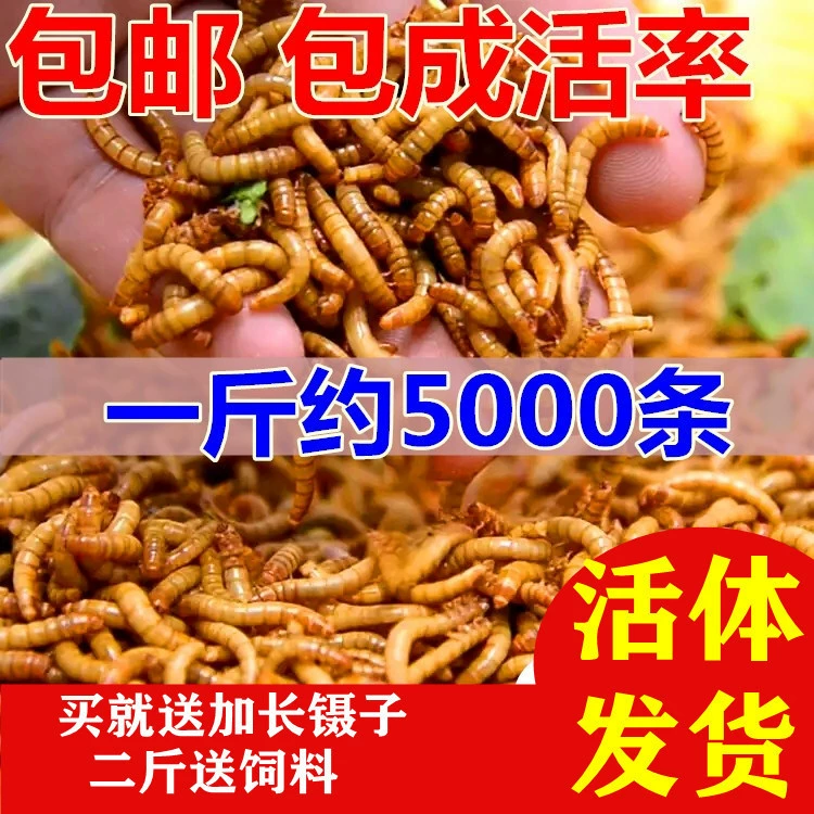 Хлебные черви Они ?