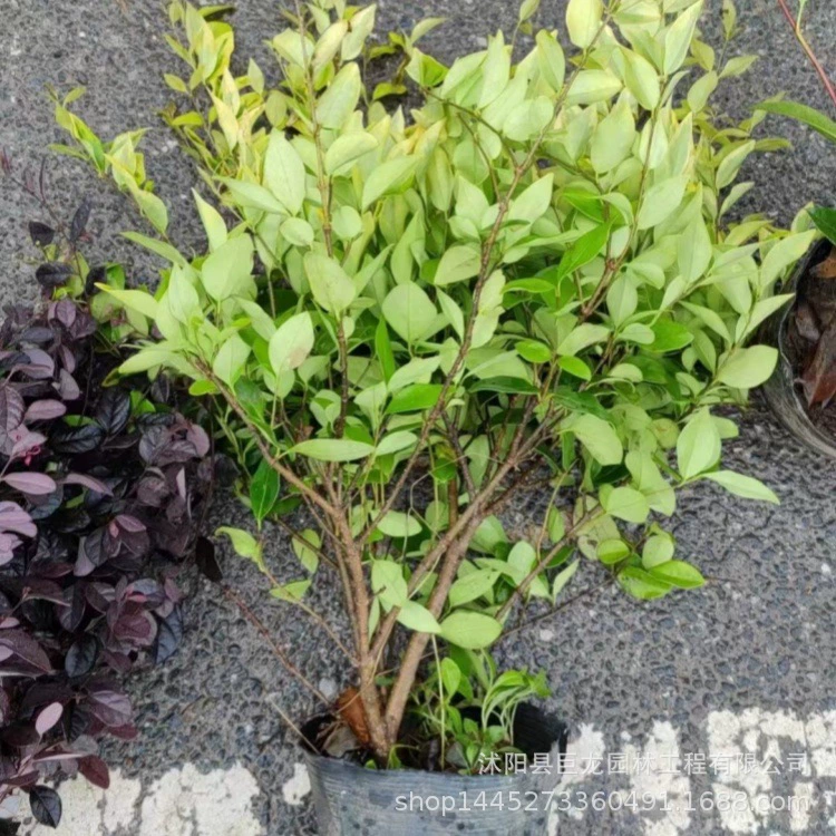 Саженцы золотого лаврового дерева в больших горшках, саженцы среднего размера в горшках, саженцы золотого лаврового дерева в больших чашках различных спецификаций для озеленения дорог в жилых районах.