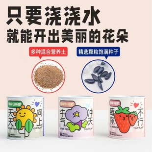 Canned Potted Indoor Desktop Mini Small Green Plants Student Back-To-School Gift Planting Canned Viewing Potted Plants Wholesale