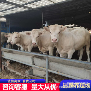 �����Rţ��ţţ�كr�� ����ţ�� ţ���Bֳ�� ����ţ����һ�^