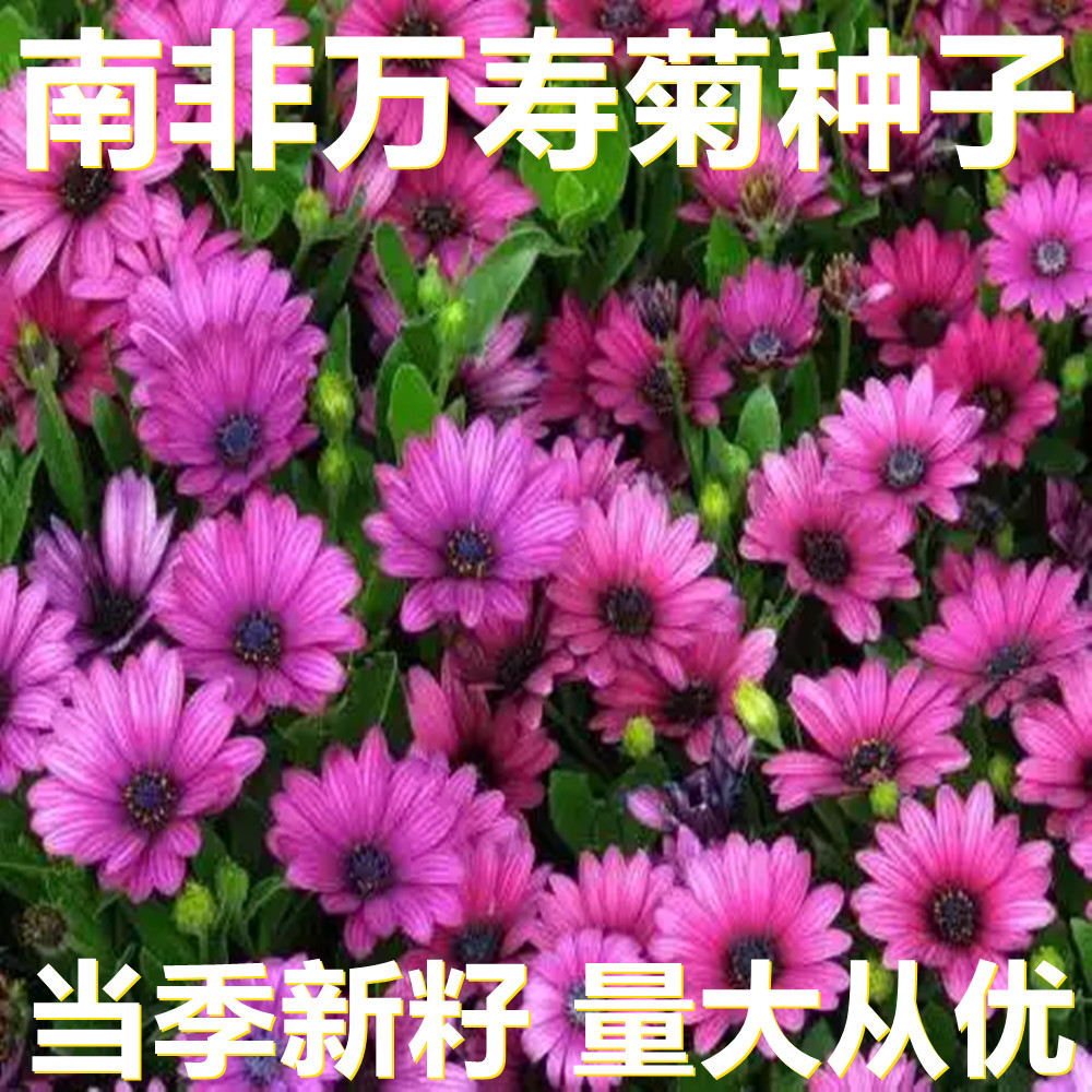南非万寿菊种子 250-500克散装 产地直供 当季新籽 庭院花草种子