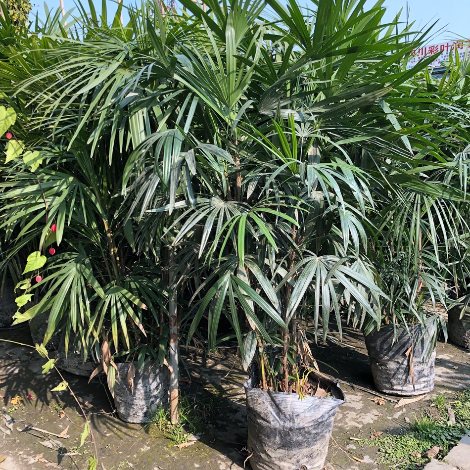 细叶棕竹盆栽 矮棕竹 室内外绿植盆栽花卉 家庭园艺棕榈植物-阿里巴巴