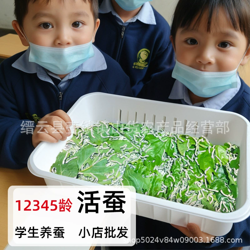 Набор яиц живого шелкопряда для студентов, натуральный красочный кокон, весенний шелкопряд, красочный маленький и большой шелкопряд, 1 год, 234 свежих листьев шелковицы