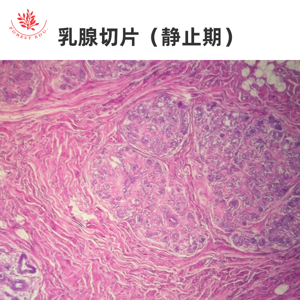 2 内分泌系统显微玻片