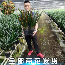 墨兰盆栽香兰金华山金边兰花浓香花卉植物办公室内花苗报岁年宵花