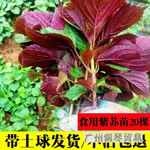 ��ʳ�����K��20�Î��������l؛���~���r���K�����ļ������̨�Nֲ