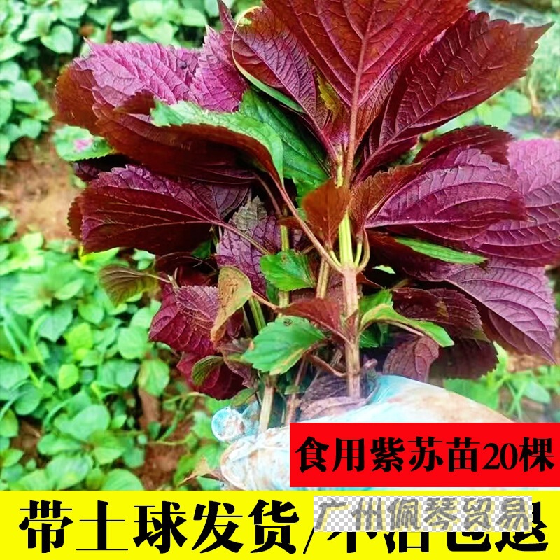 Edible Perilla Seedlings 20 Pieces Shipped with Soil and Roots Large-Leaf Fresh Perilla Seedlings Four-Season Potted Balcony Planting