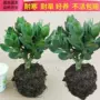 玉树空气盆栽四季花卉